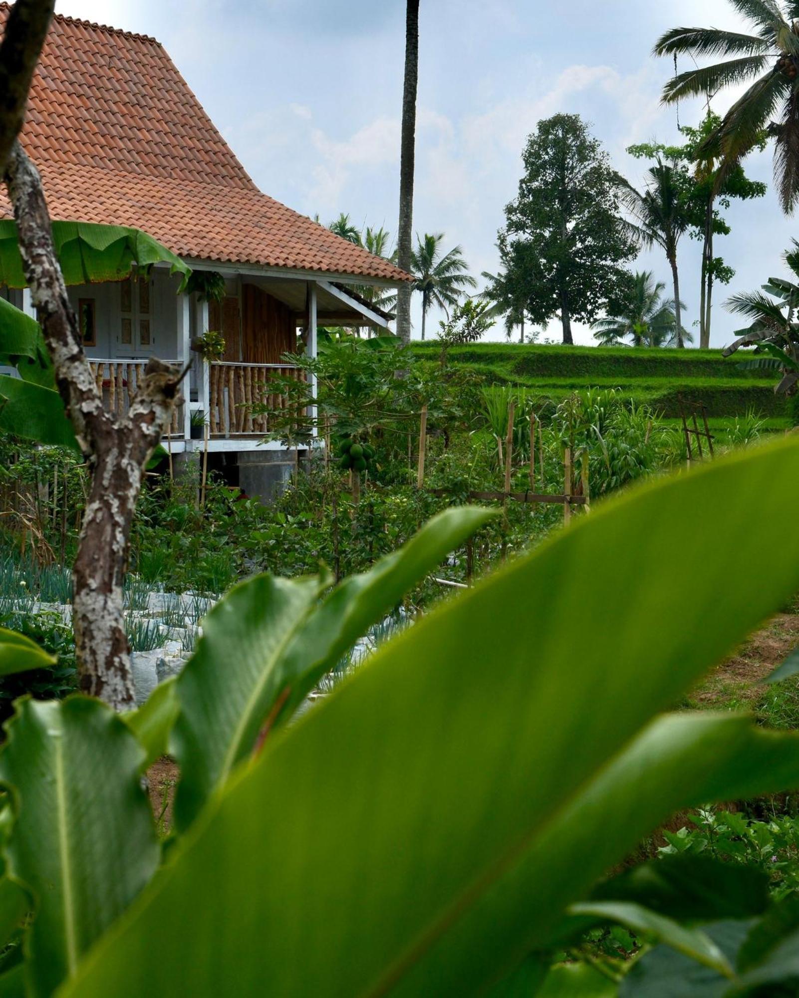 Isoke Banyuwangi (East Java)